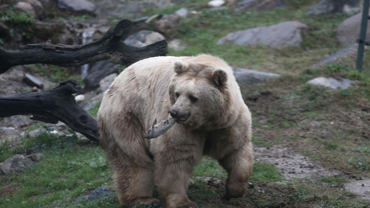 Hayvanat bahçesinin sakinleri, doğal ortamlarındaki gibi hayat sürüyor