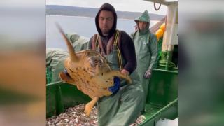 Ağlara takılan caretta caretta denize bırakıldı