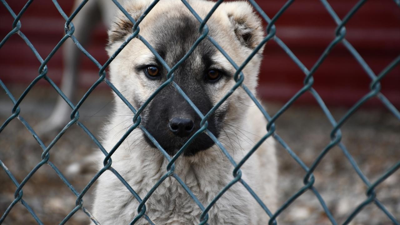 Hedef 100 damızlık köpek