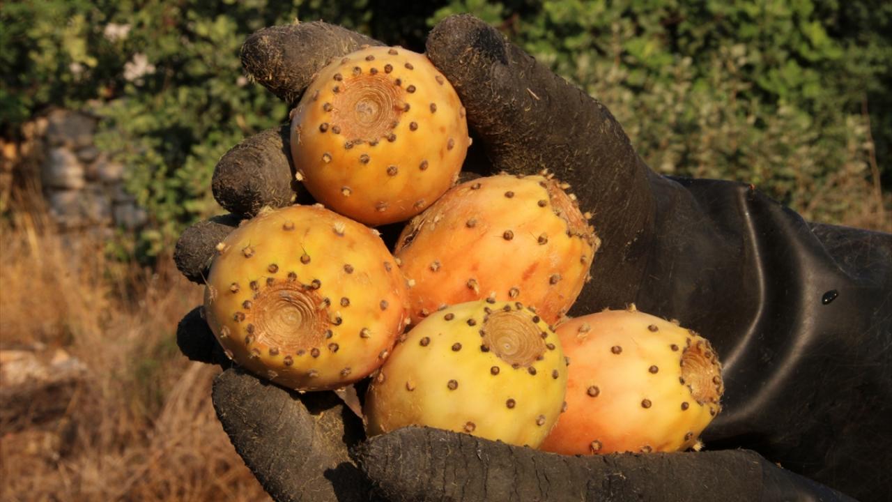 "Tanıtım yapıldıkça Hint incirine ilgi artıyor"