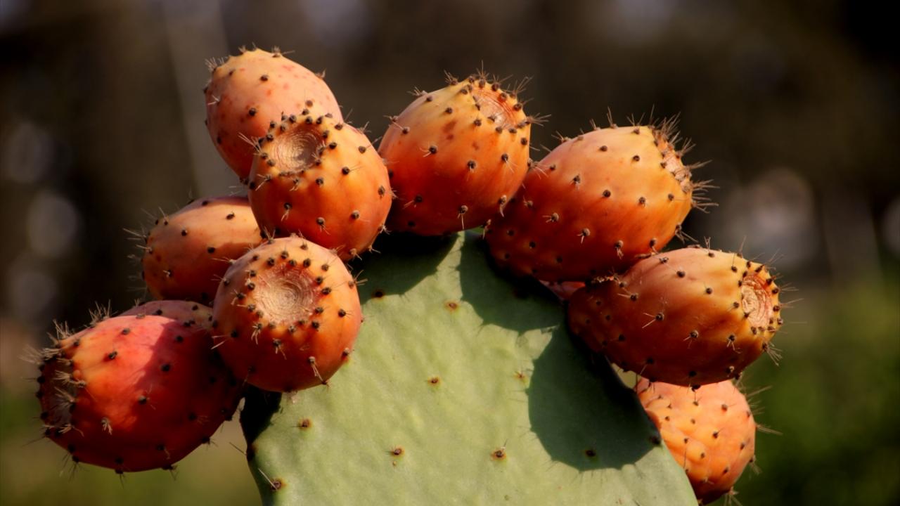 "Ürünü toplayan günlük 500 lira kazandı"