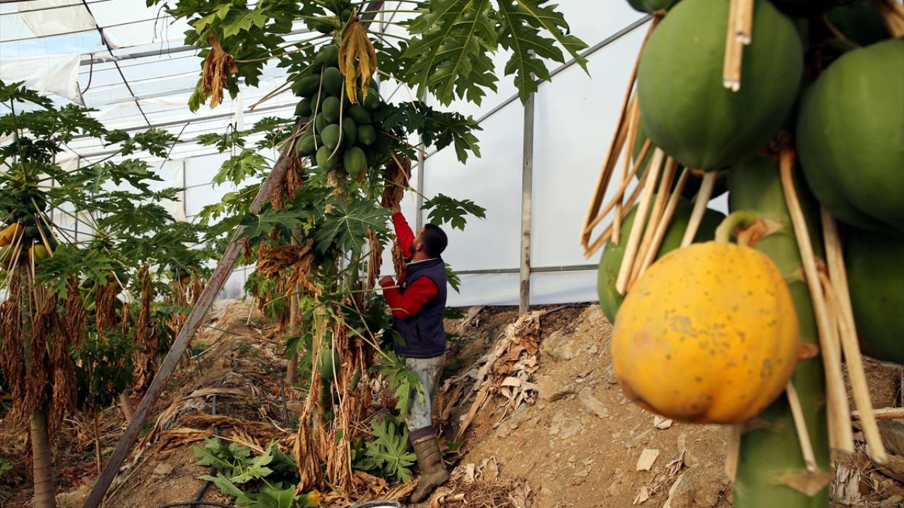 "Özellikle su sıkıntısı çekenleri papaya yetiştirmeye yönlendiriyoruz"