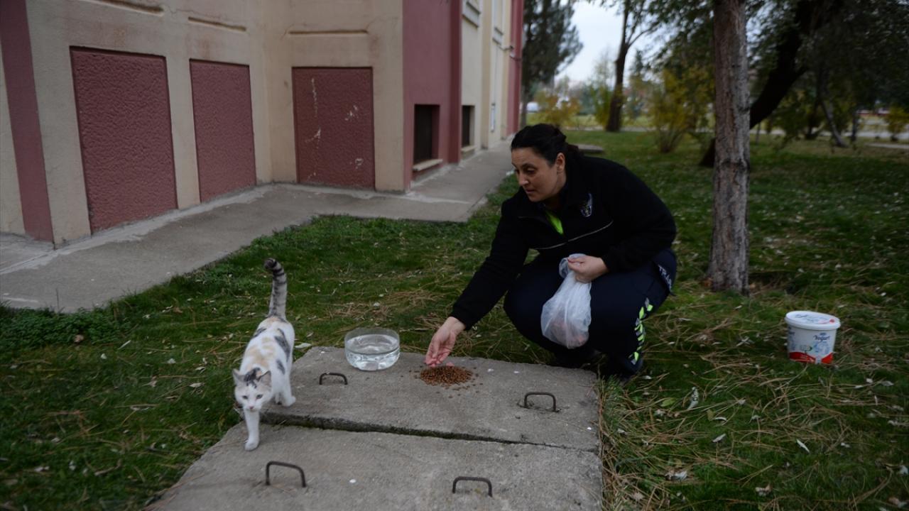 "Diş problemi olan bir kedimizi tedavi ettirdik"