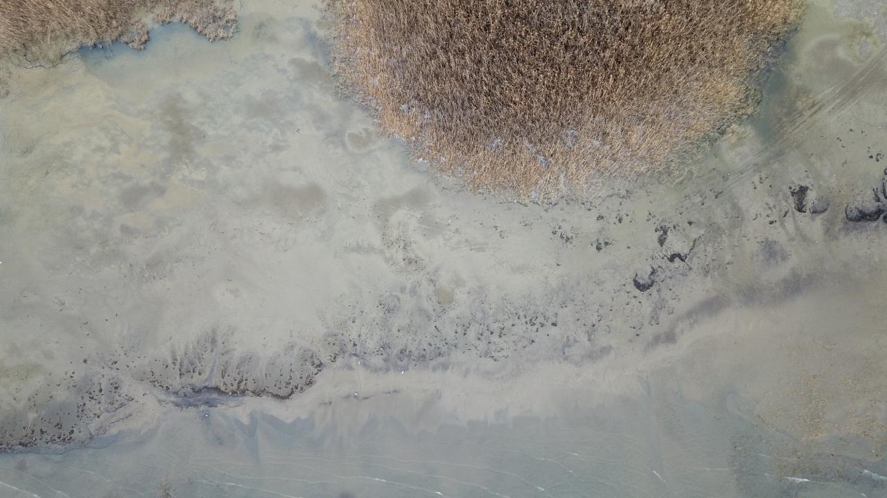 "Ölmüş balıklar kıyıya gelmeye başladı"