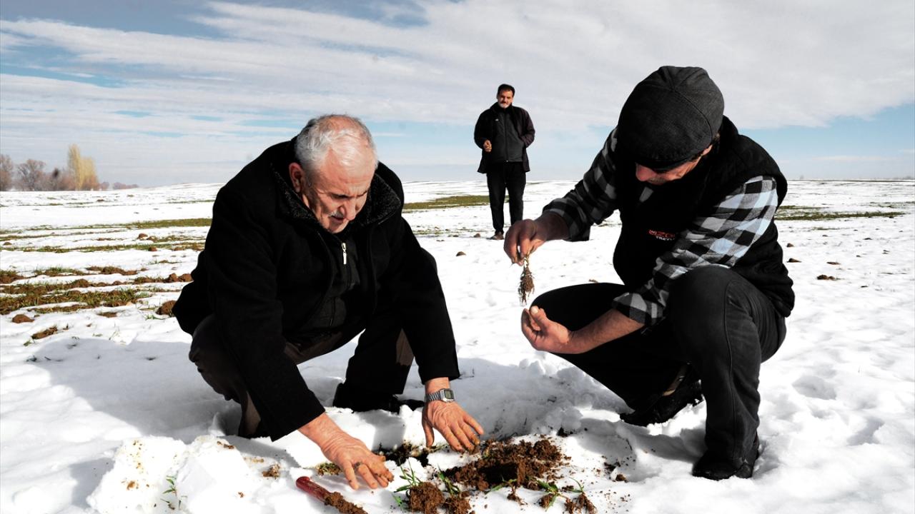 "Konya Ovası, son 4-5 yılın en bereketli 2 haftasını yaşıyor"