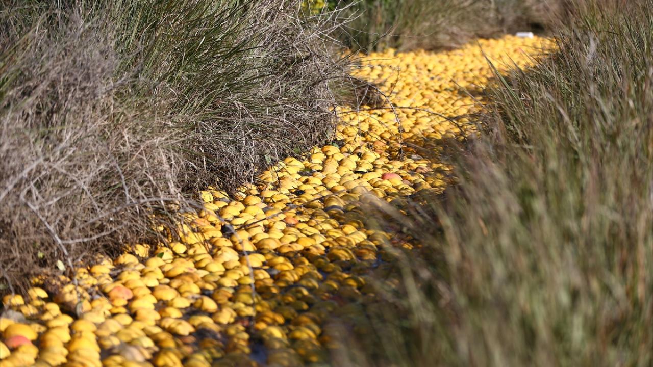 "Meyveler su altında kaldı"