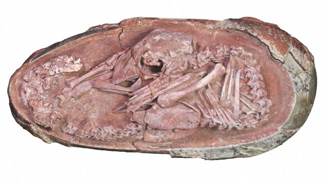 Bilim insanları çok iyi korunmuş dinozor embriyosu buldu