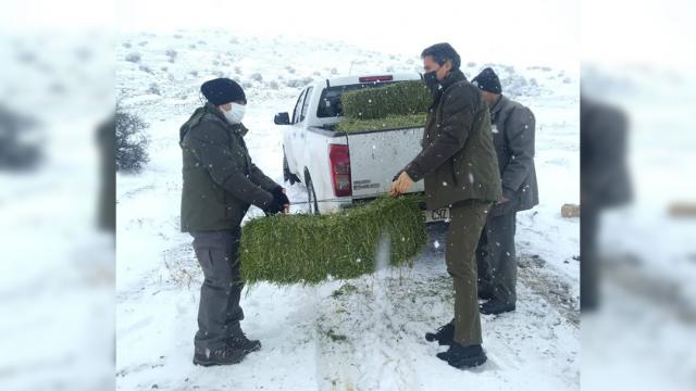 Kervansaray Dağında yaban koyunları için yem bırakıldı