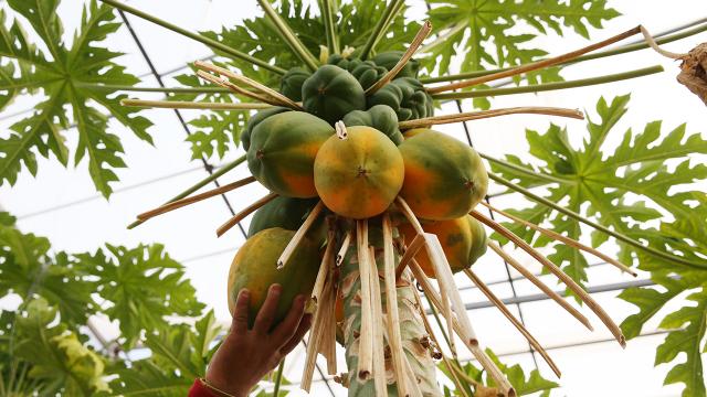 Tropikal meyve üreticilerinin yeni tercihi: Papaya