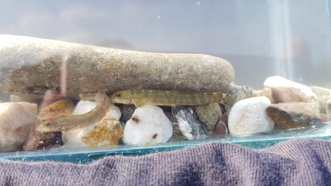 “Neslinin tükendiği düşünülüyordu”