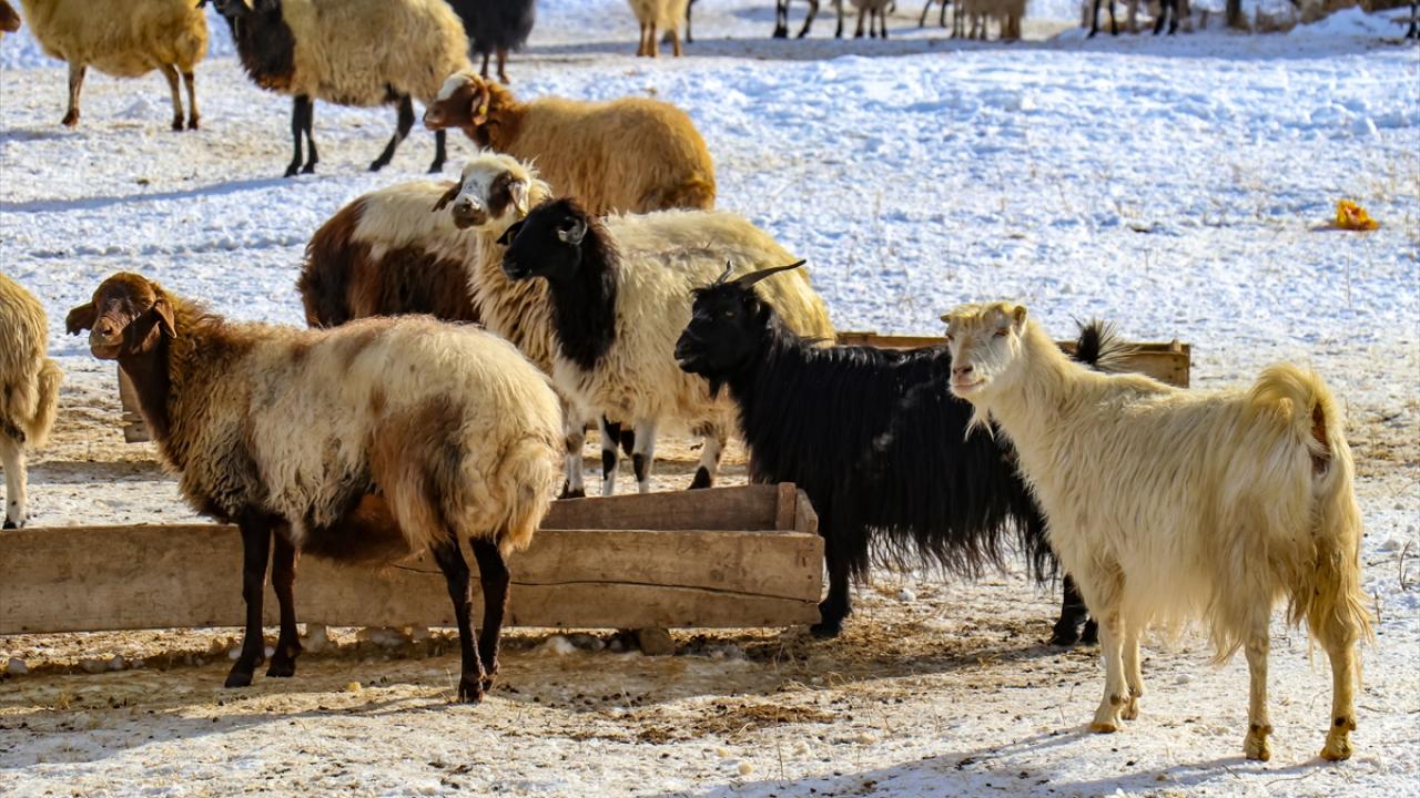 "5 koyuna baksaydım da cezaevine düşmeseydim"