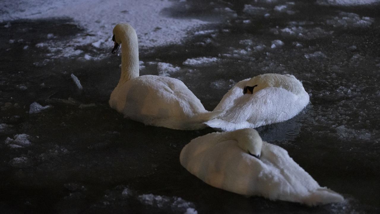 Kuğulu Park buz tuttu