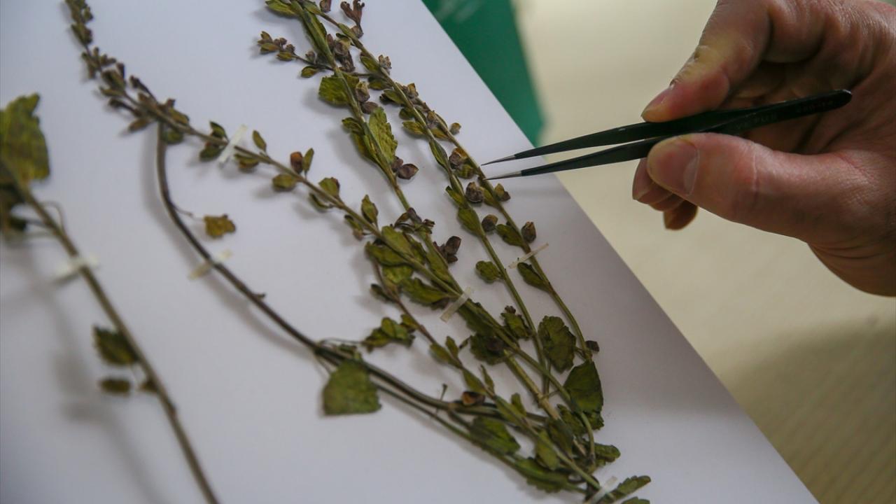 "Korunması gereken bir endemik bitki"