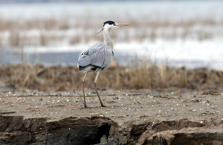 "Bafa can çekişiyordu"