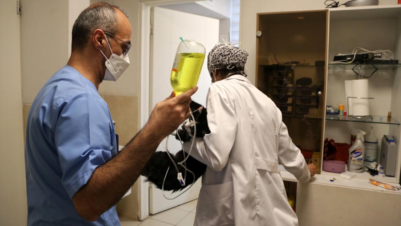 "Van Kedisi, İran Kedisi`ne göre daha dayanıklıdır"