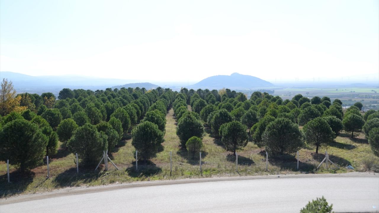 "Ovacık işletmesinde 2 bin 800 çam fıstığı ağacı diktik"