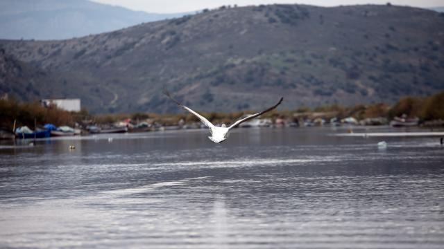 Yağmurlar, kuraklıktan etkilenen Bafa Gölüne yaradı