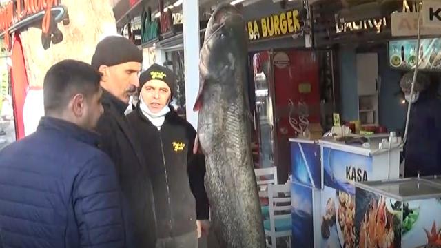 1 metre 70 cm uzunluğunda yayın balığı