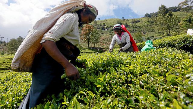 Sri Lanka, İrana petrol borcunu çayla kapatmayı planlıyor