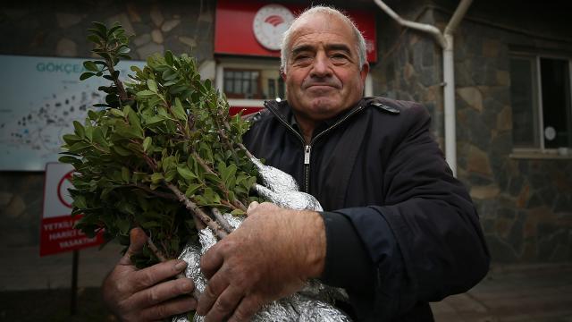 Türkiyenin en büyük adası "damla sakızı" üretim merkezi oluyor