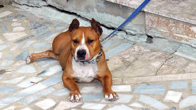 Güney Afrikada pitbull saldırıları: 1i çocuk 2 kişi hayatını kaybetti