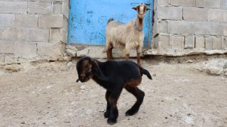 Kilis'te üç ayaklı oğlak dünyaya geldi