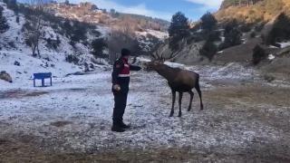 Alageyik sürüsüne jandarma şefkati