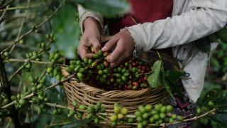 Honduras'ta kahve hasadı