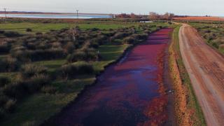 Kızılırmak Deltası kızıla büründü