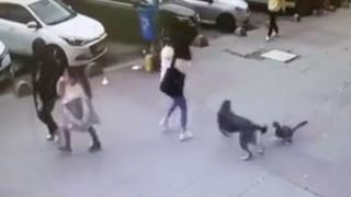 Kediden kaçan köpek, kaldırımdaki kadına çarptı