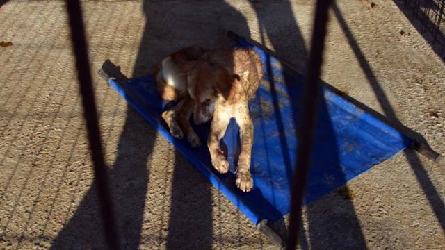 Zonguldakta gözleri oyuk bulunan köpek tedaviye alındı