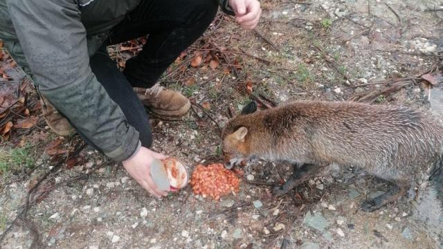 Aç kalan tilkiyi barbunya ile beslediler