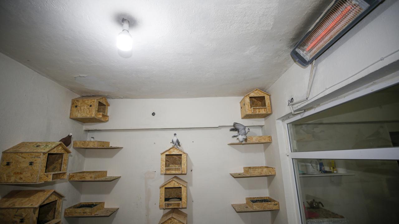 "Hem güvercinler hem de bizim için iyi oldu"