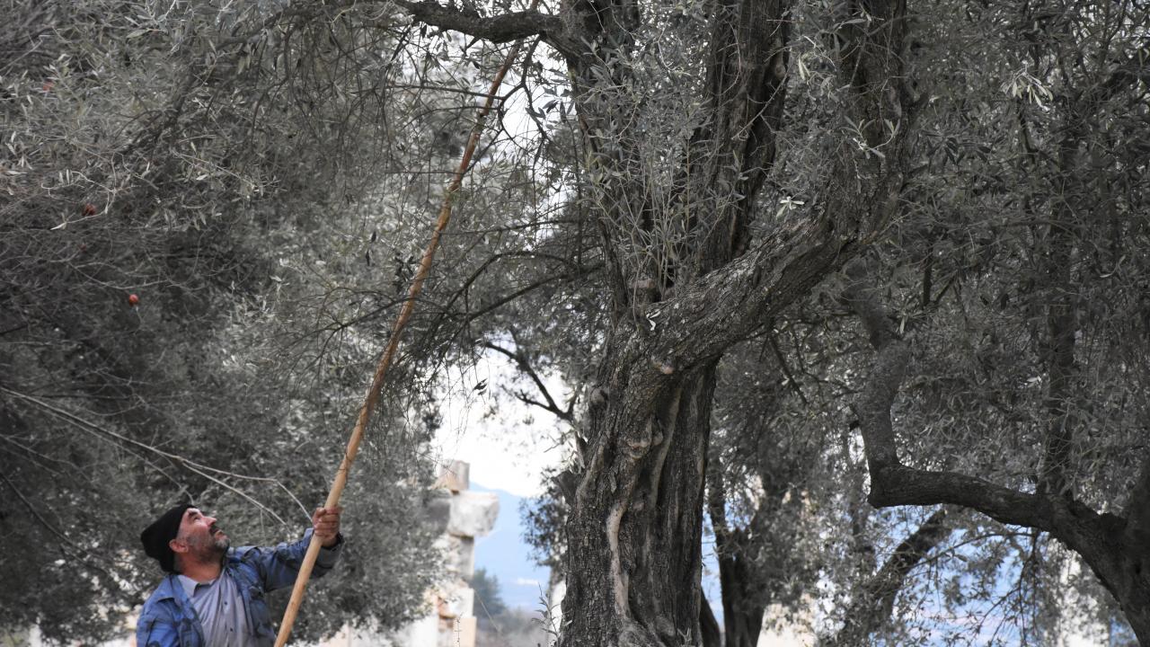 ``1720 yıl öncesine ait zeytinyağı fiyatları yazılı``