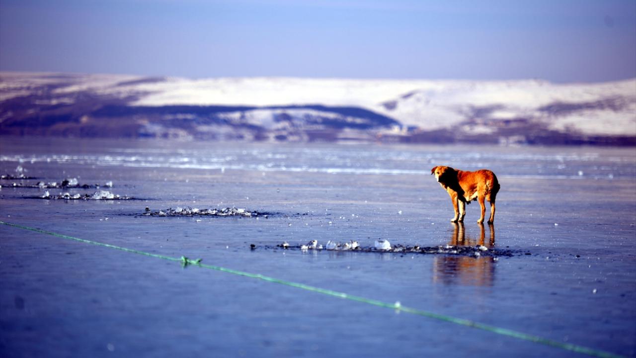 “Buz kalınlığı at arabasıyla gezmek için uygun konumda”