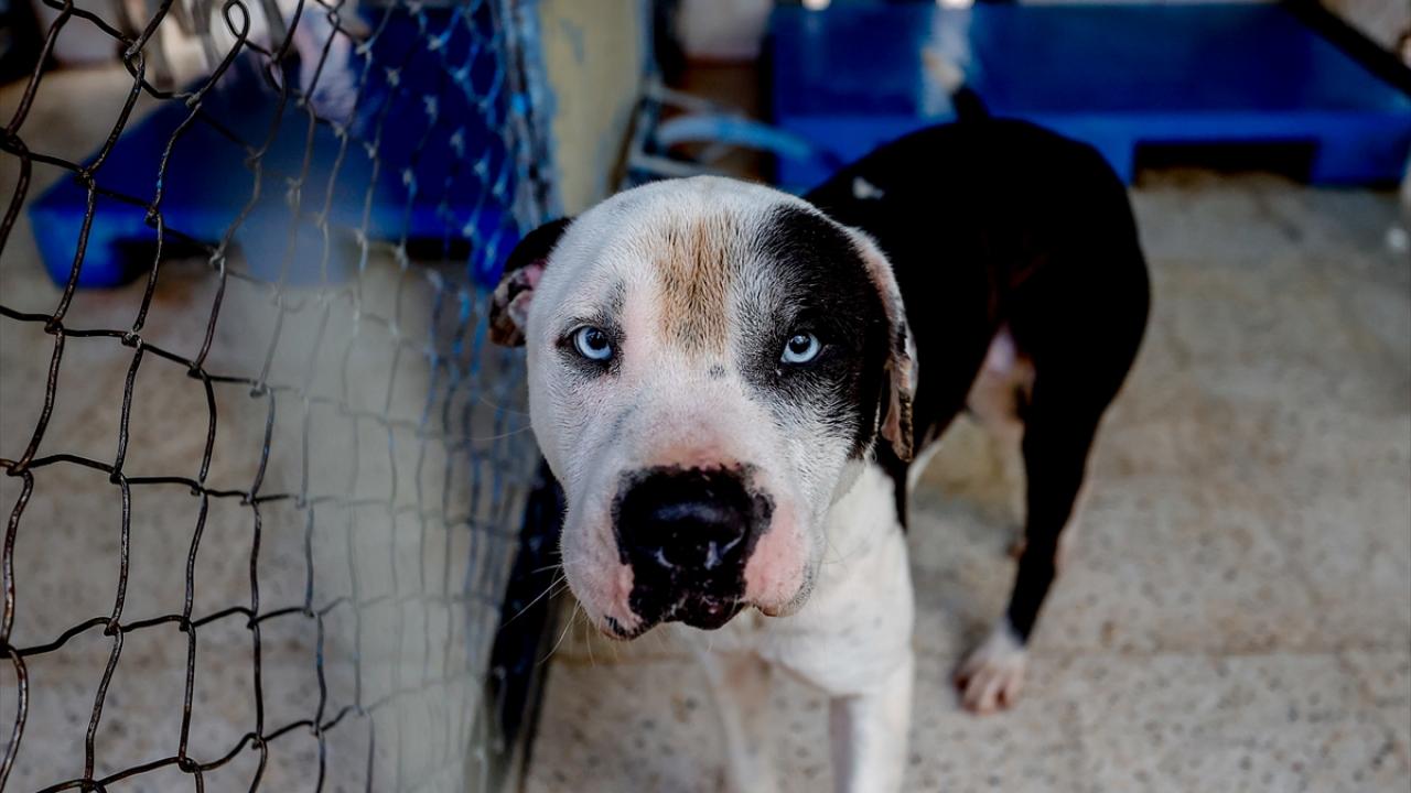 "Tehlikeli köpek ırkların üretilmesinde ciddi bir eğilim var"