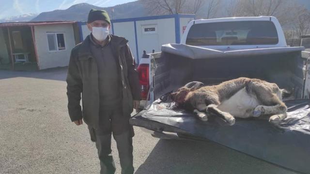 Erzincanda yaban keçisi avlayan 3 kişiye 66 bin lira ceza