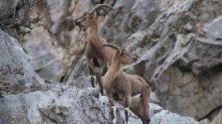 Toros Dağları'nda gezinen dağ keçileri dronla görüntülendi