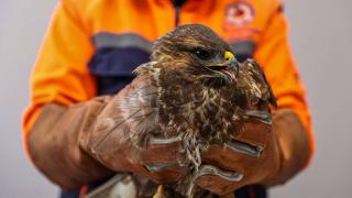 Görme kaybı yaşayan kartal tedavi edildi