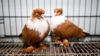 Bu otelin misafirleri güvercinler