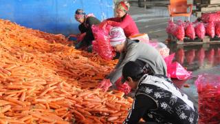 Hatay'da havuç hasadında 60 bin tonun üzerinde rekolte bekleniyor