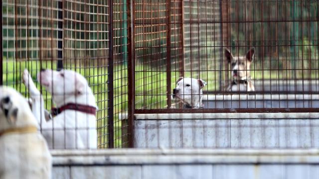 Batmanda 39 yasaklı ırk köpek toplatıldı
