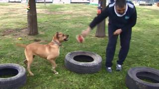 Barınaklara bırakılan köpekler rehabilite ediliyor