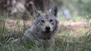 Genç kurt 6 ayda 1600 kilometre yol yürüdü