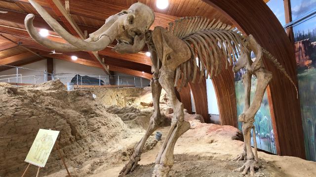 Mamut fosilleri Buzul Çağındaki hayata dair ipucu sunuyor