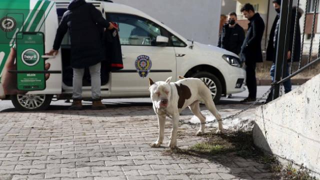 Tehlikeli köpek ırkları sokağa terk ediliyor