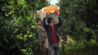 Portakalda 1 milyon 743 bin ton rekolte hedefleniyor