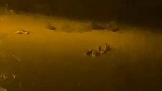 Kırklareli'nde sele kapılan kazlar böyle sürüklendi