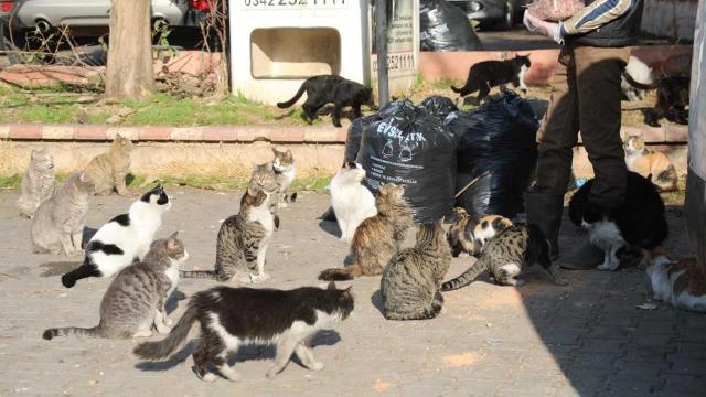 Gaziantepte sokak hayvanları için aylık 4,5 ton mama desteği