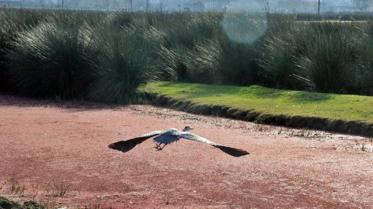Eğrelti otu yüzeyi kırmızı renge bürüdü